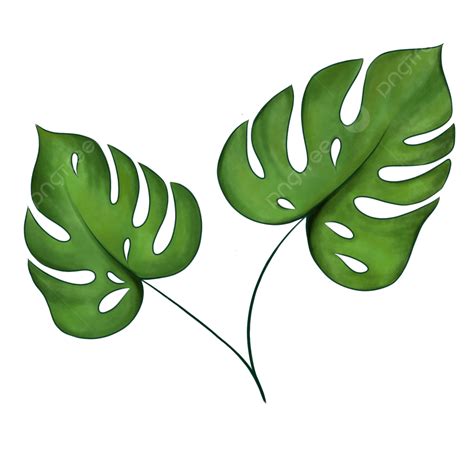 Monstera Leaf Painting Monstera Monstera Leaf Monstera Plant Png