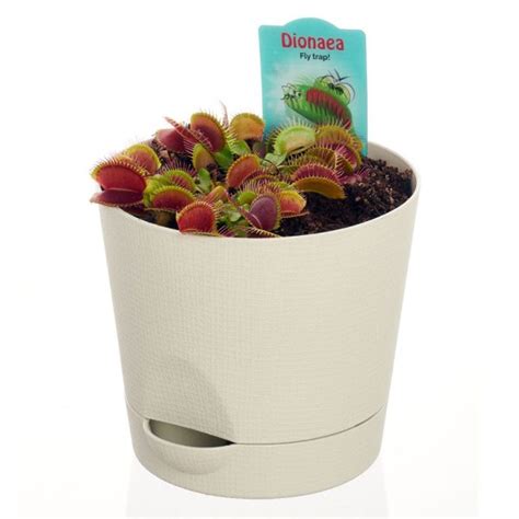 Купить Венерину Мухоловку из лучших питомников Дании | Flowerrr.ru