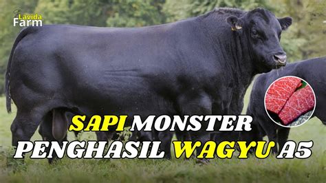 Monsterternyata Sapi Jenis Ini Adalah Penghasil Daging Terbaik Di