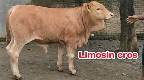 Anakan Sapi Jantan Limusin Cross YouTube