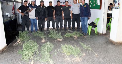 Erradican más de un millón de plantas de marihuana en la región La