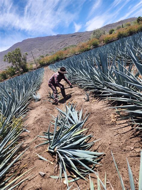 Plagas Y Enfermedades Del Agave Identificacin Y Control