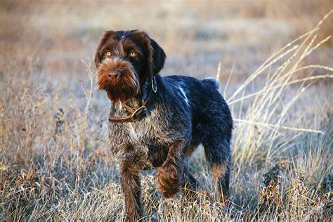 German Wirehaired Pointer Puppies Michigan - German Shorthaired Pointer Mix Puppies / The puppy ...