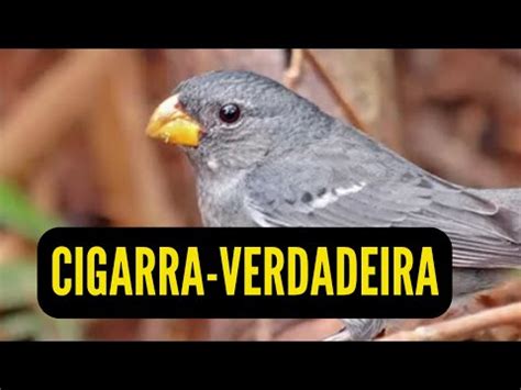 Canto Da Cigarra Verdadeira Cigarra Rainha Cigarra Do Sul