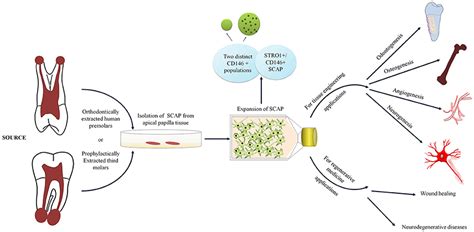 Frontiers Stem Cells From The Apical Papilla SCAP As A Tool For