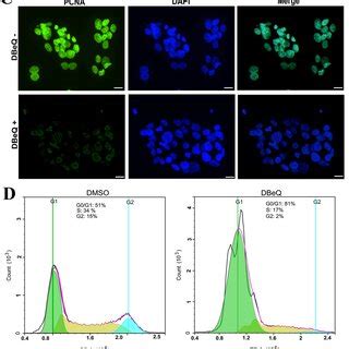 P Vcp Inhibition Reduces Cell Viability Proliferation And Causes