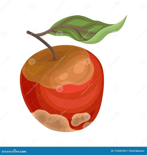 Spoiled And Rotten Apple Fruit With Skin Covered With Stinky Rot Vector