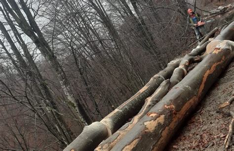 Noi T Ieri Ilegale De Copaci Descoperite De Garda Forestier Timi Oara