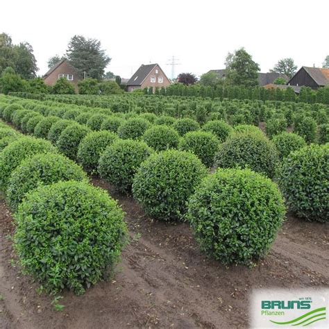 Ligustrum vulgare 'Atrovirens' von Bruns Pflanzen