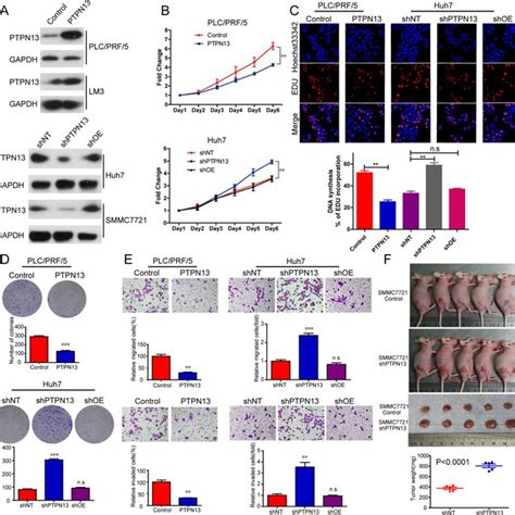 Ptpn Suppresses Cell Proliferation In Vitro And Tumor Growth In