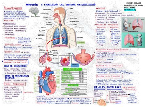 Anatomia Y Fisiologia Respiratoria Explicado Claramente Themelower