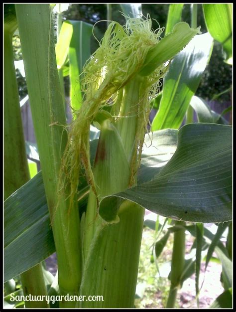 Sanctuary Spotlight How To Grow Corn Sanctuary Gardener