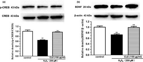 Effect Of Cle On Pcreb And Bdnf Expression In H O Treated Shsy Y