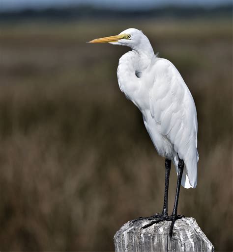 Büyük Ak Balıkçıl egretta eBird