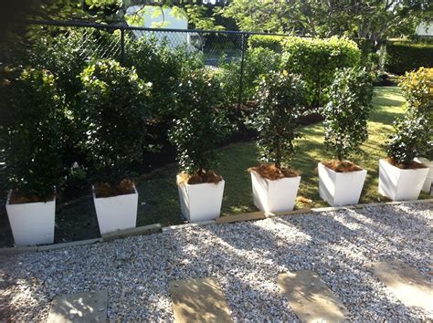 Screening Plants For Pots Australia at Nadia Evelyn blog