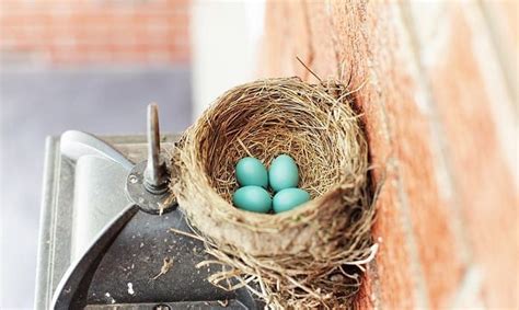 How To Keep Birds From Nesting On Porch Effective Tips