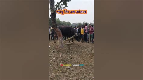 পানু সিং এর আসরে কাড়া লড়াইshorts Purulia Animal Karalorai New