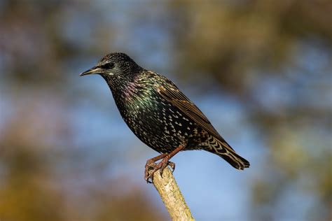 Starlings Pest Index Jim S Termite And Pest Control Australia