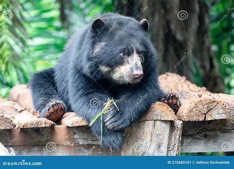 Spectacled Bear Tremarctos Ornatus In Selective Focus And Depth Blur