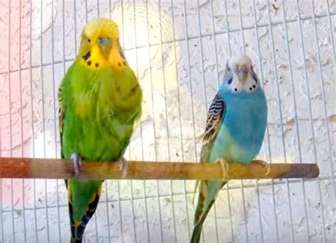 How To Tell The Sex Of Parakeets Telegraph