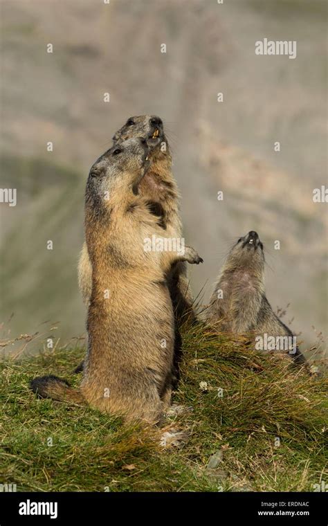 Alpine marmots Stock Photo - Alamy