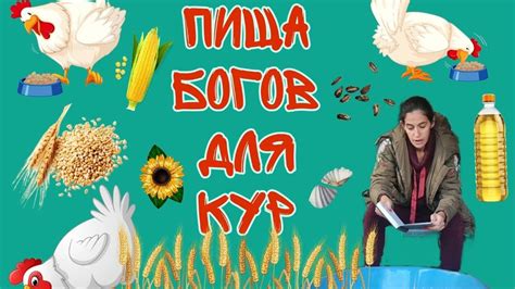 Корм для кур. И чуть чуть о курочкам😁🐔🐥 - YouTube