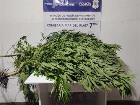 Lo Buscaban Por Un Robo Y Descubrieron Una Plantaci N De Marihuana