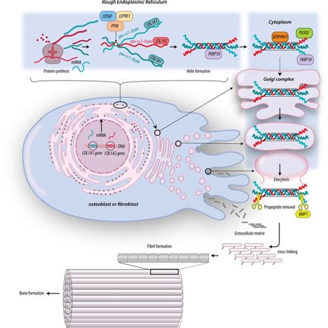 Overview Of Collagen Type I Biosynthesis Collagen Type I Consists Of