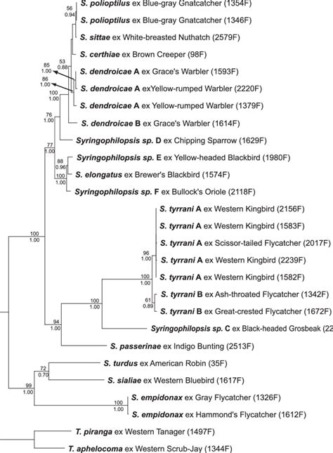 Maximum Likelihood Tree For Syringophilopsis Spp Using A Combined Data