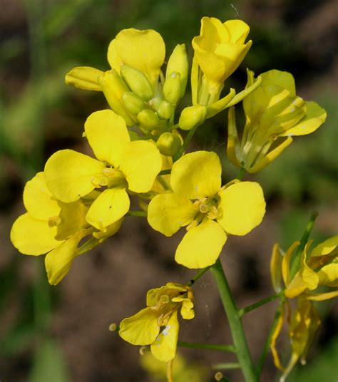 Brassica juncea - Изображение особи - Плантариум