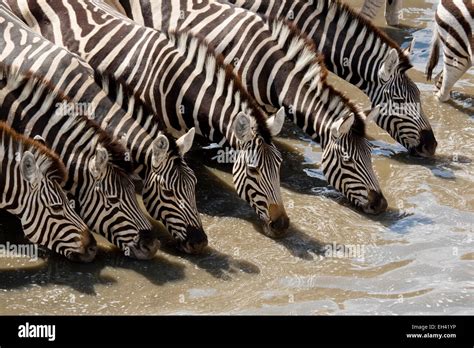 Zebra Kicking Lion Hi Res Stock Photography And Images Alamy