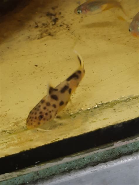 Zierfischz Chterei Schau Zwerg Fiederbartwels Synodontis Lucipinnis