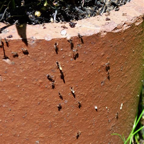 How To Get Rid Of Ants In Your Garden Soil Fasci Garden