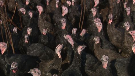 Turkey Farmers Predict Bumper Christmas As Rule Of Six Pushes Up Demand