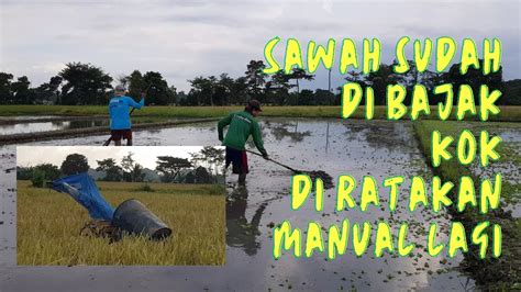 Kenapa Sawah Yang Sudah Di Bajak Traktor Dan Sudah Rata Harus