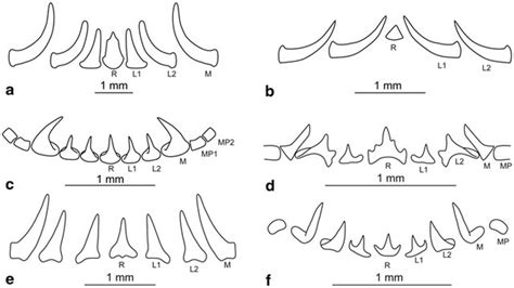 Class: Cephalopods and their radula | Cephalopod Radula under the SEM