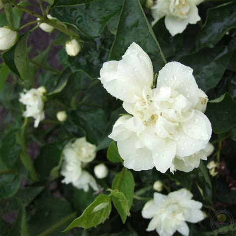 Чубушник Лунный свет (Philadelphus Лунный свет) купить саженцы в Москве ...