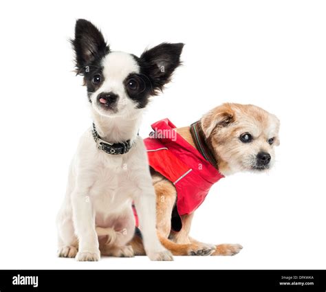 Harelip Chihuahua and crossbreed dog sitting against white background Stock Photo - Alamy