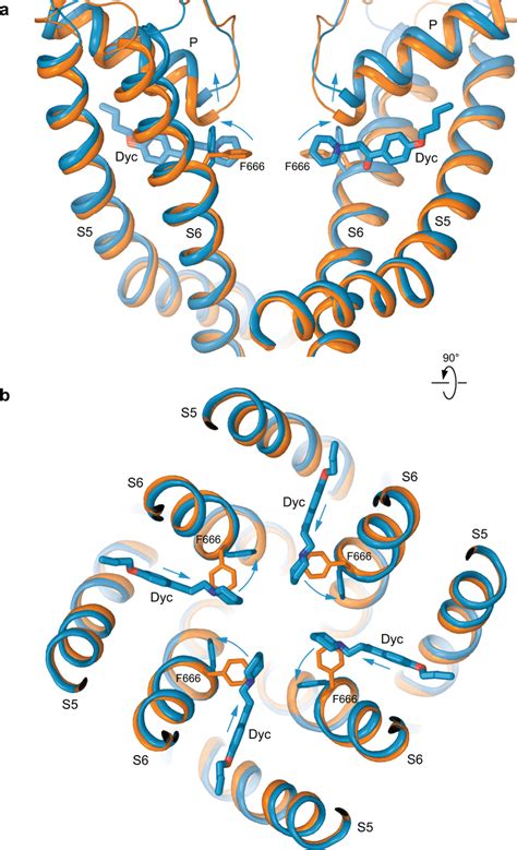 Conformational Changes That Accompany Dyclonine Binding Superposition