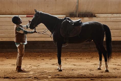 Grooming Horses? Learn the Basics of Horse Grooming! AniViva