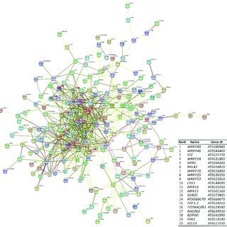 Protein Protein Interaction Network Highlighting Hub Genes Involved In