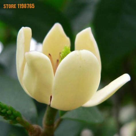 100pcs Magnolia Seeds - BuyingSeed.com