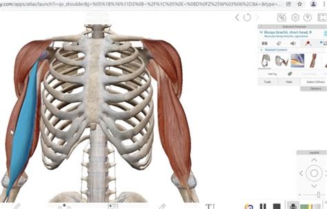 Arm And Forearm Muscles Flashcards Quizlet