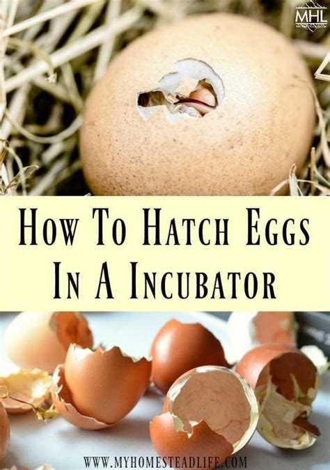 Egg incubator how to hatch eggs – Artofit