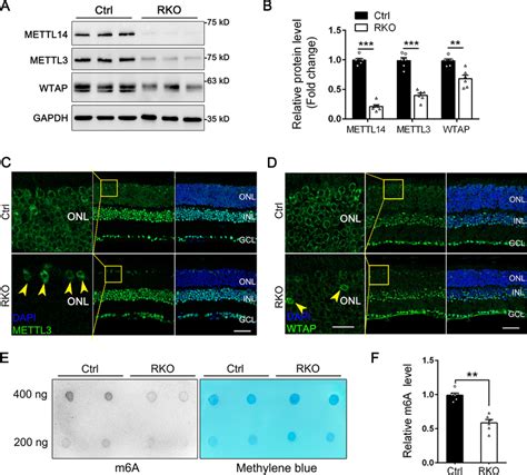 Loss Of Mettl14 Led To Decreased Mettl3wtap Expression And Diminished