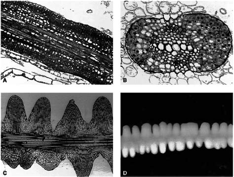 Lateral Root Primordia In Radish Roots Treated With 90 μ M Iaa A