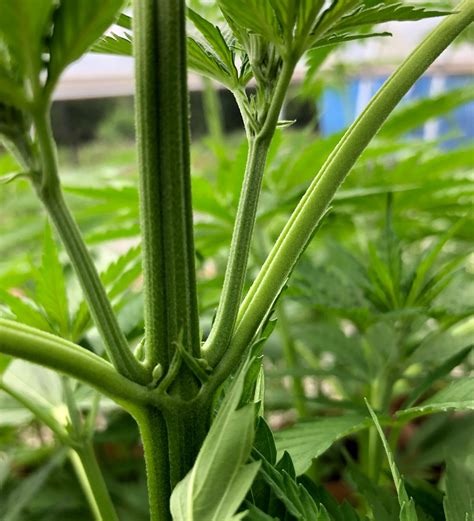 Make The Most Of The Cannabis Flowering Stages — Elevated Botanist