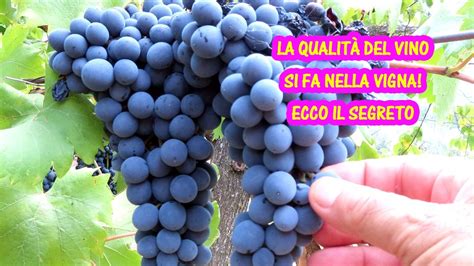 Accucciatura della vite da fare in estate La qualità del vino si