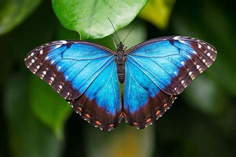 Blue Morpho Butterfly Facts