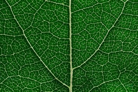 Green Leaf Texture Graphic by giorgadzephotography · Creative Fabrica